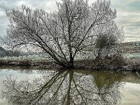 The Willow In Winter  This was the image used for the exhibition publicity. Between Wateringbury and Teston Lock, there are clumps of willow trees that when reflected in still water, naked in winter, give a very characteristic “X” shape. I visited this spot on the riverbank in January, for several days in succession, hoping for the right combination of light plus, calm water and cold air. I had almost given up. I make no apology that this is a motif that featured often in the exhibition.         £235
